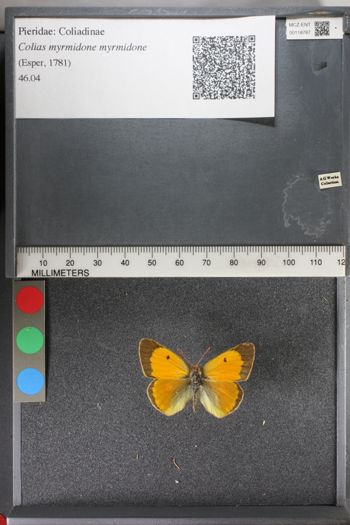 Media type: image; Entomology 118787